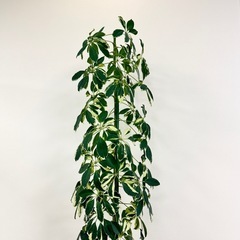 観葉植物　シェフレラ約2メートル　迫力あり。の画像