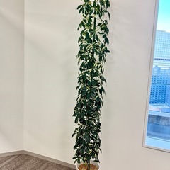 観葉植物　シェフレラ約2メートル　迫力あり。の画像