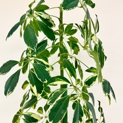 観葉植物　シェフレラ約2メートル　迫力あり。の画像