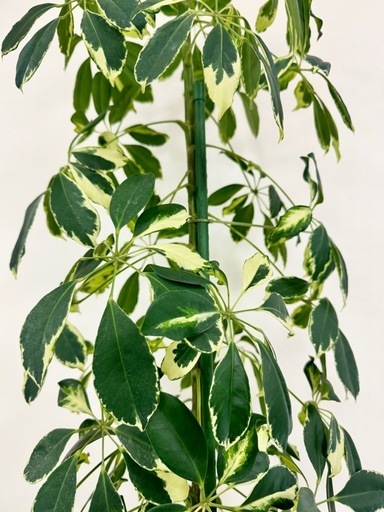 観葉植物　シェフレラ約2メートル　迫力あり。