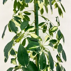 観葉植物　シェフレラ約2メートル　迫力あり。の画像