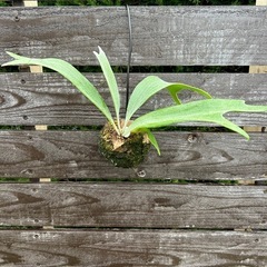 ビカクシダ　苔玉