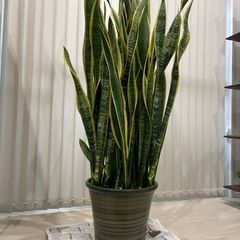 価格相談可 観葉植物 サンスベリア サンセベリア 超巨大 10号...