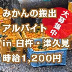 【季節限定アルバイト】みかんの運搬のお手伝いを募集致します。