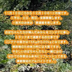 【季節限定アルバイト】みかんの運搬のお手伝いを募集致します。の画像