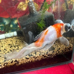金魚と石巻貝と苔取り魚
