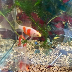 金魚と石巻貝と苔取り魚の画像