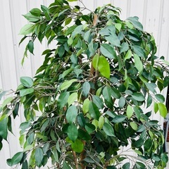 人口観葉植物　造花　インテリアの画像