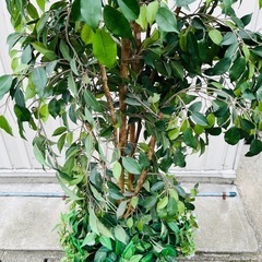 人口観葉植物　造花　インテリアの画像