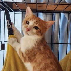 茶白♂の子猫《ひとみくん》