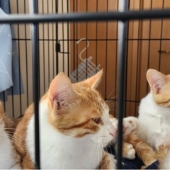 茶白♂の子猫《ひとみくん》 − 宮城県