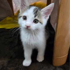 つぶらな瞳が可愛いしじみちゃん - 徳島市