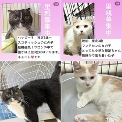 （ご参加ありがとうございました！）11月teamねこまんま宝来譲...