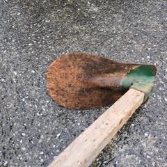 桑の画像
