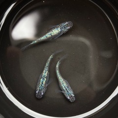 サファイアメダカ