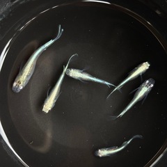 みゆき　青みゆき　メダカの画像