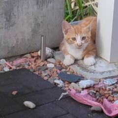 子猫。里親募集。