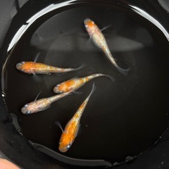 王華メダカの画像