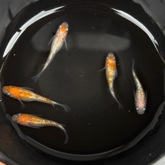 王華メダカの画像