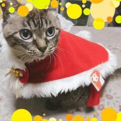 動物用の着ぐるみ🎵(クリスマスver☆)の画像