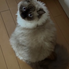 白いモフモフのセルカークレックスとシャムのミックスちゃん。