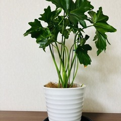 飾り台付き　8号　セローム　