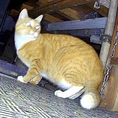 迷子猫を保護しています！茶トラ ちょっと白まじり