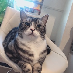 迷子猫を探してます - 手伝って/助けて