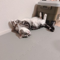 迷子猫を探してます