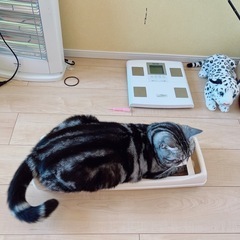 迷子猫を探してます - 名古屋市