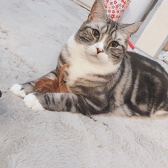 迷子猫を探してます - 助け合い