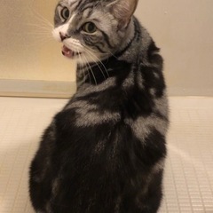 迷子猫を探してます − 愛知県