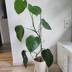 観葉植物　モンステラ(鉢入り)