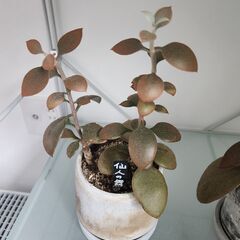 観葉植物　仙人の舞(鉢入り)