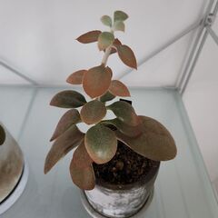 観葉植物　仙人の舞(鉢入り)