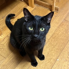 大ちゃん - 猫