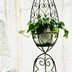 ランキングキーワードに紐づく投稿画像-観葉植物