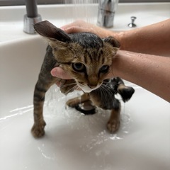 ３ヶ月キジ柄男の子猫里親募集