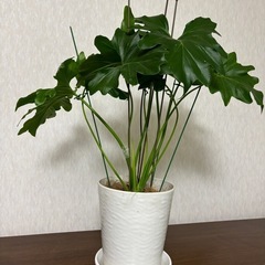 バンブーファイバーのサスティナブル鉢　セロームの画像