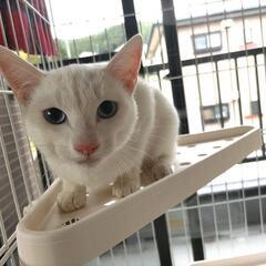 【終了】子猫差し上げます引き取ってくださった方、お問い合わせ頂い...