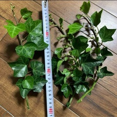 上げます！アイビー挿し穂の画像