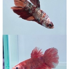 ベタ【♂♀セット】コイカラー プラカット 熱帯魚