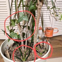 ドラセナ、アイビー他寄せ植え🪴の画像