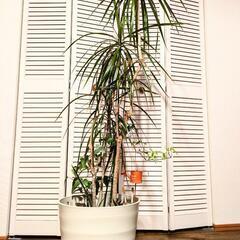 ドラセナ、アイビー他寄せ植え🪴の画像