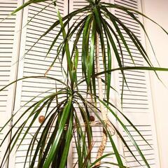 ドラセナ、アイビー他寄せ植え🪴の画像