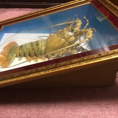 額装 特大サイズ 伊勢海老 剥製 ニシキエビ 縁起物 沖縄の画像