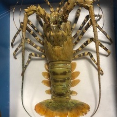 額装 特大サイズ 伊勢海老 剥製 ニシキエビ 縁起物 沖縄の画像
