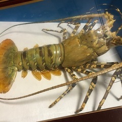 額装 特大サイズ 伊勢海老 剥製 ニシキエビ 縁起物 沖縄の画像