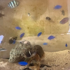 海水魚　熱帯魚　カニ　エビ　海藻