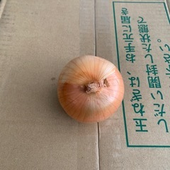 北海道玉ねぎ　sサイズ　20kgの画像